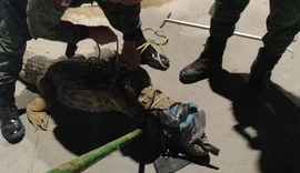 Populares encontram jacaré de grande porte circulando pelas ruas do Pontal da Barra, em Maceió