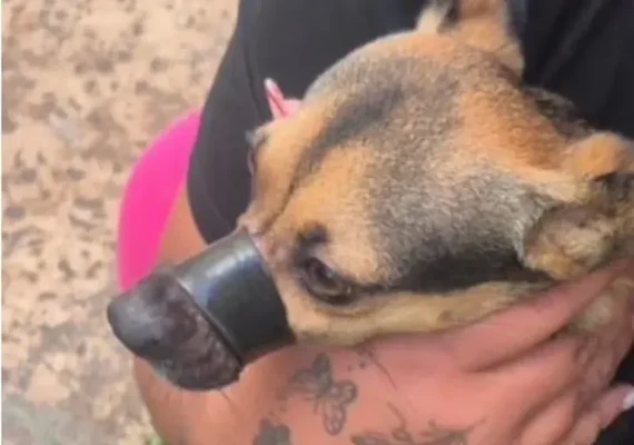 Tutora é presa após amarrar focinho de cachorro para não latir em Maceió