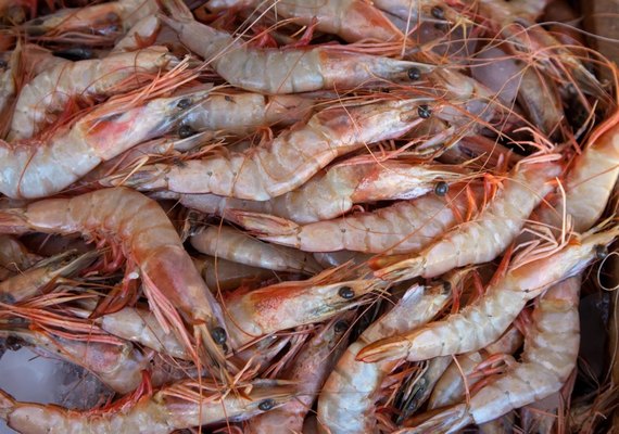 Defeso do camarão marinho terá novo período em Alagoas