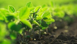 Microbioma do solo ganha protagonismo na produtividade agrícola