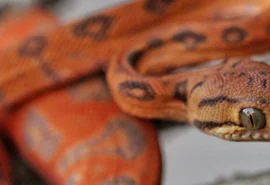 Criatório de répteis apresenta modelo de negócio inovador em Alagoas