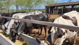 Produtores de leite de Alagoas aumentam produtividade com inovação no campo