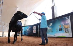 A Expoagro vai oferecer julgamentos das raças  nelore, gir, girolando, santa inês e manga-larga marchador