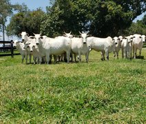 Dia de Campo da Agro CPMF vai apresentar animais do 18º Leilão Nelore Positivo