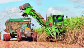 Colheita mecanizada: Alagoas lidera ranking no Nordeste