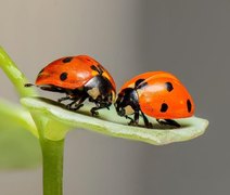 Joaninhas ajudam no controle de pragas e beneficiam lavouras