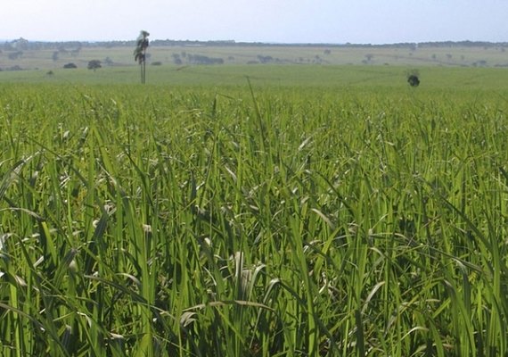 Variedade RB 07818 ganha destaque em AL