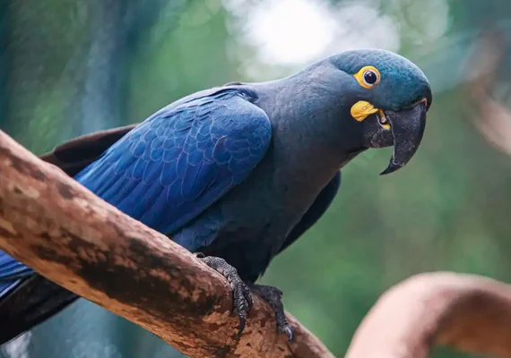 Nova lista reúne 790 espécies ameaçadas de extinção no país