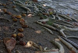 Centenas de peixes aparecem mortos na lagoa Mundaú