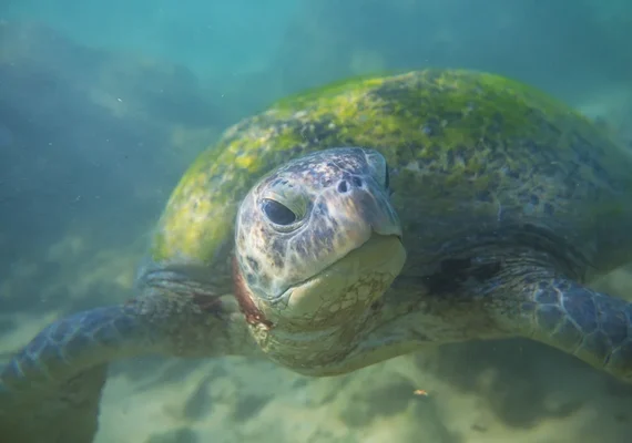 Biólogos explicam porque alguns animais envelhecem lentamente