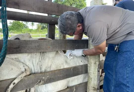 Criador de gado recebe assistência técnica em parceria com prefeitura de Penedo