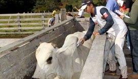 Prazo para vacinação contra febre aftosa encerra dia 31 de maio