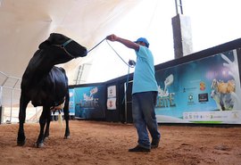 Animais  do Mais Leite estão prontos para atender pecuária leiteira