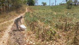 Alagoas fará distribuição de 1.250 toneladas de sementes