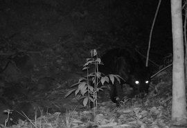 Onça rara é fotografada em reserva ambiental da Usina Coruripe