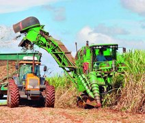 Colheita mecanizada: Alagoas lidera ranking no Nordeste