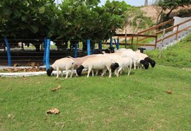 Telão no Parque da Pecuária irá acompanhar Leilão Pé na Areia