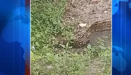 Jiboia de aproximadamente 4 metros intriga moradores de Arapiraca