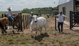 Nelore Santa Nazaré faz estreia na temporada de remates ao lado da Varrela Pecuária