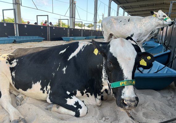 Mais Leite traz topo da pirâmide genética leiteira nacional para a 15ª edição