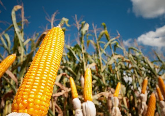 Tecnologia da Biomin pode prever a contaminação de fungos em milho