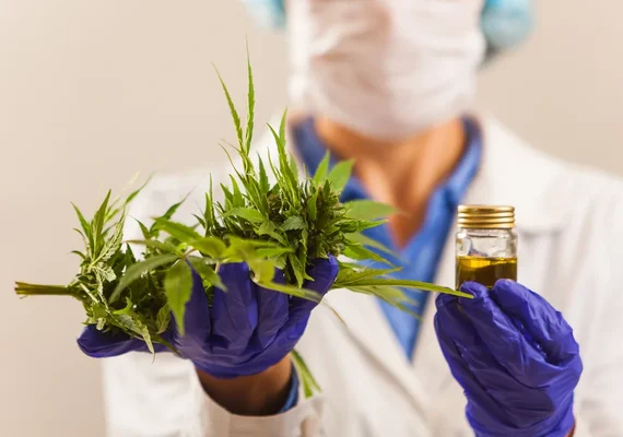 Uso da cannabis medicinal agora é Lei em Alagoas; entenda