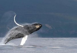 O mistério do canto das baleias desvendado por cientistas