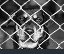 Veterinário é preso por maus-tratos a animais em clínica localizada em Maceió