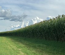 Novo sorgo forrageiro gigante chega ao mercado com alta produtividade e qualidade