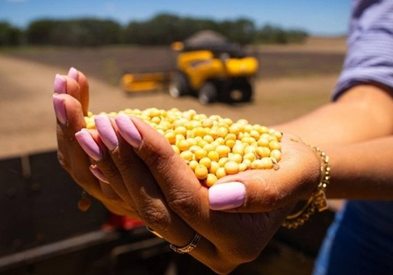 Preço da soja atinge maior valor em seis meses no mercado brasileiro