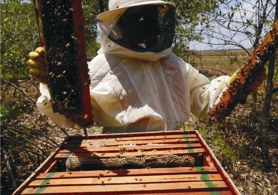 Portaria atualiza regras da PGPM-Bio