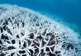 Corais brasileiros podem desaparecer com aquecimento dos oceanos