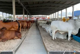 Expoagro Alagoas é oportunidade de investimento em genética e negócios da pecuária