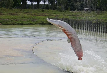 Ibama classifica pirarucu como espécie invasora fora da Amazônia