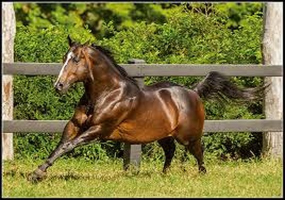 Tropa Vale Rico carrega pilares da Vaquejada