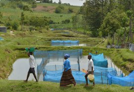 Estudo identifica avanço de bactéria em peixes de criação no Brasil