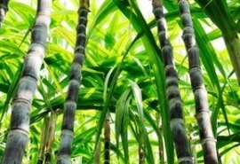 Cana-de-açucar pode impulsionar indústria de etanol 2G em Alagoas