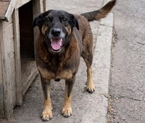 Crime brutal contra cão Orelha gera comoção nas redes sociais; entenda