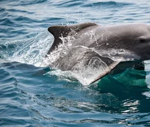 Vida subaquática é ameaçada à medida que guerra com o Irã se prolonga