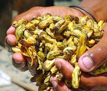 Vídeo: pescadores alagoanos festejam o reaparecimento do sururu após meses de escassez