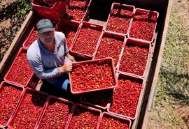 Governo inclui safra 2024/25 na renegociação de dívidas, mas frustra produtores