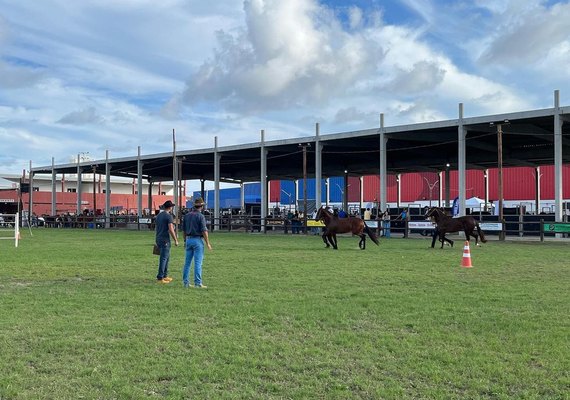 Expoalagoas Genética será palco para o 5º Campeonato Nordestino do Mangalarga Marchador