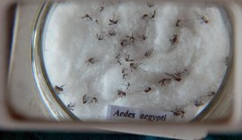 Vacina contra chikungunya já passa por testes em humanos