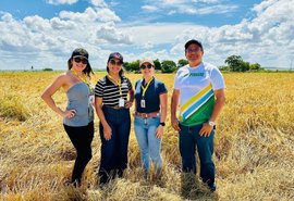 Cooperativa transforma a rizicultura familiar no Baixo São Francisco