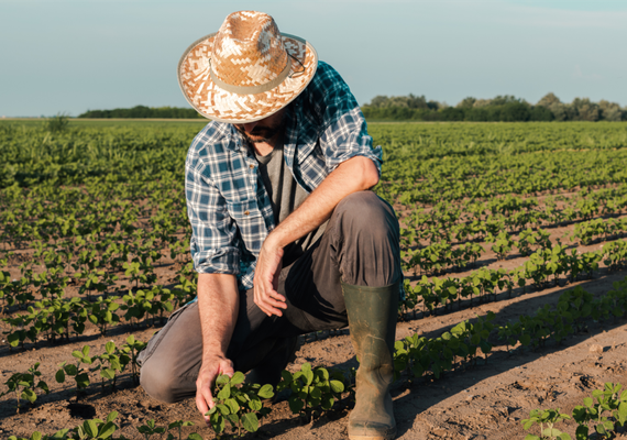 Dívida rural: renegociar ou prorrogar contrato?