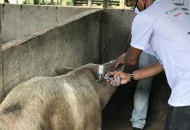 Campanha de vacinação contra Peste Suína Clássica é iniciada em Alagoas