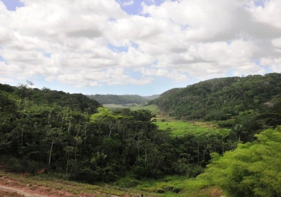 AL é o 2º estado que menos desmata Mata Atlântica no País