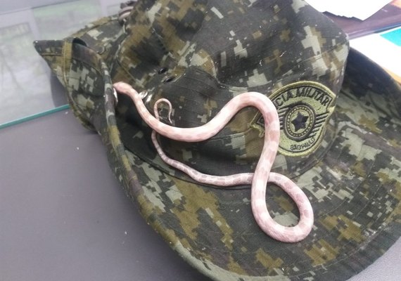 Cobra originária dos Estados Unidos é encontrada em ônibus