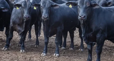 CMN reduz juros de financiamentos a cooperativas rurais pelo Pronaf