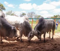 Mega Touros da SMP bate recorde e fatura mais de R$ 2,6 milhões em vendas